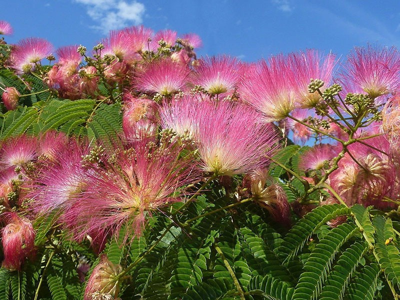 arbres à fleurs en soie