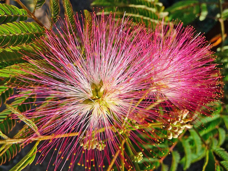 fleurs luxuriantes