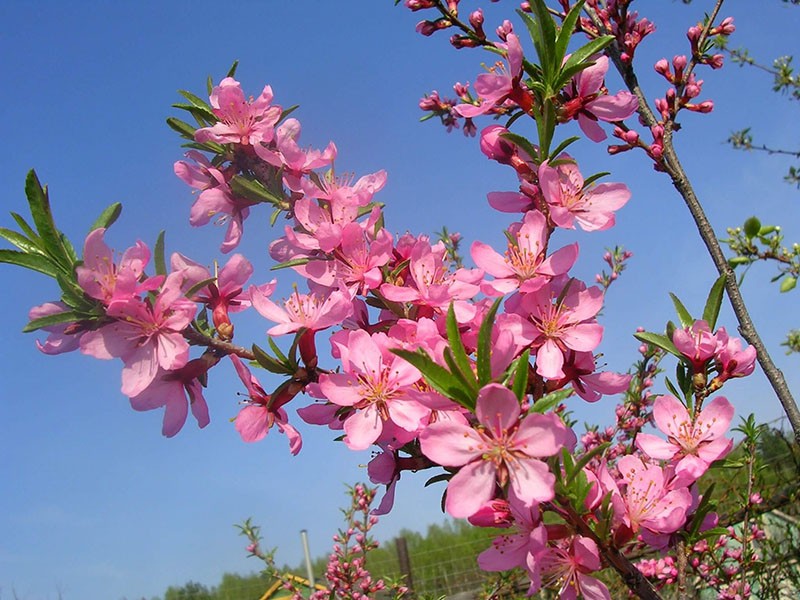 almendras florecidas