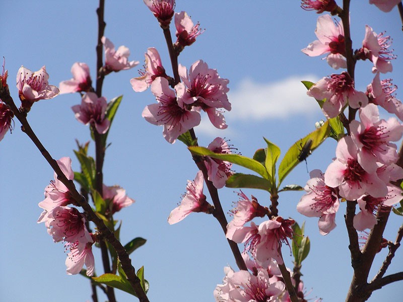 flor de almendro fragante