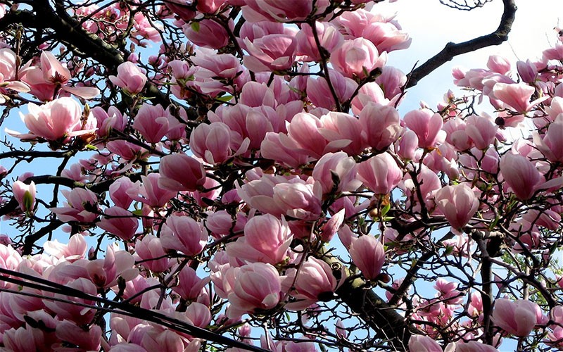 arbres de magnolia en fleurs