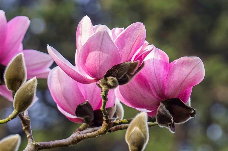 flores fragantes de magnolia