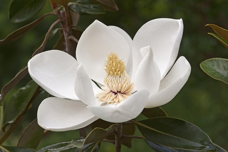 fleurs de magnolia blanc