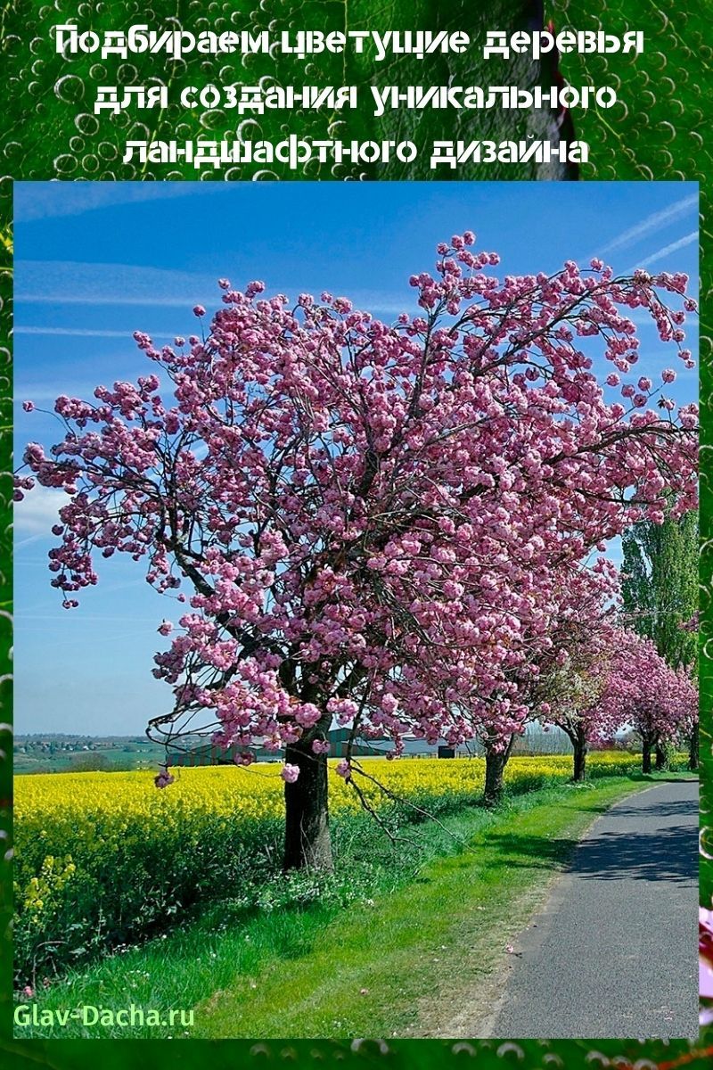árboles florecientes