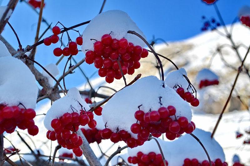 tiempo de recogida de viburnum rojo