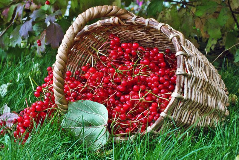 viburnum para mermelada