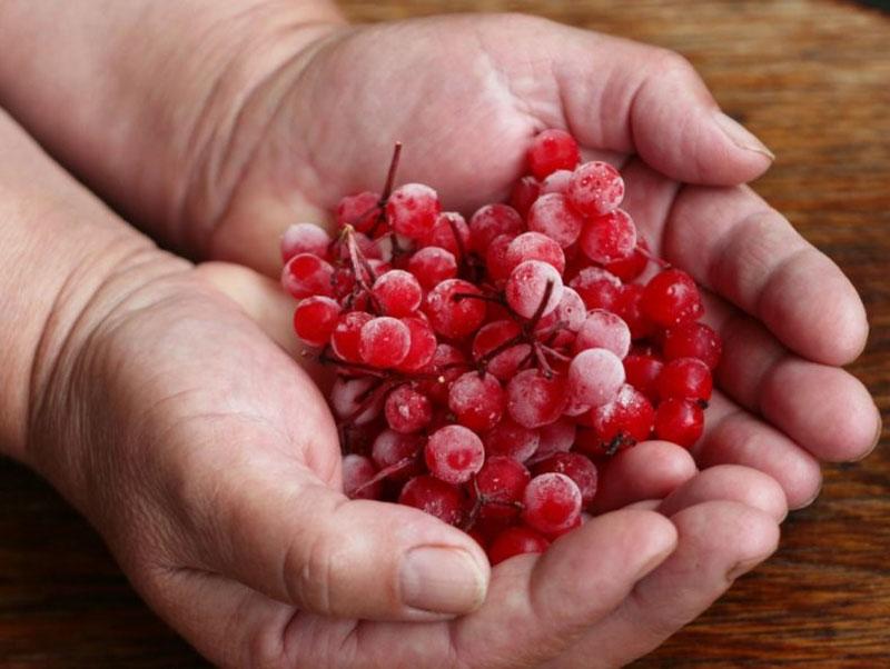 viburnum de congelación