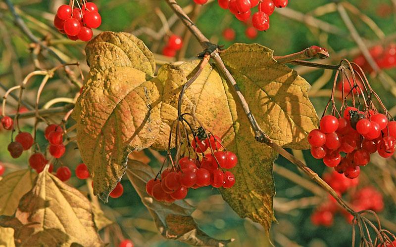 bayas maduras de viburnum