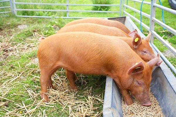 Mangeoire simple pour nourrir les jeunes animaux