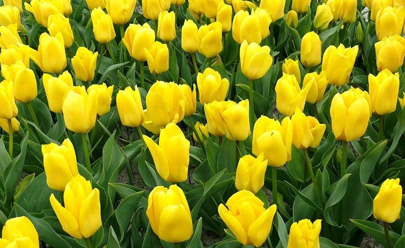 tulipanes brillantes y soleados