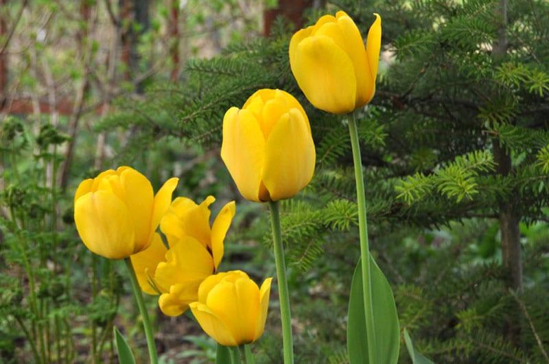 tulipes dorées Apeldoorn