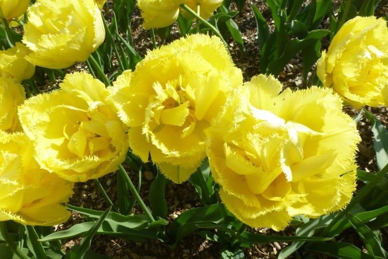 tulipanes mon amour