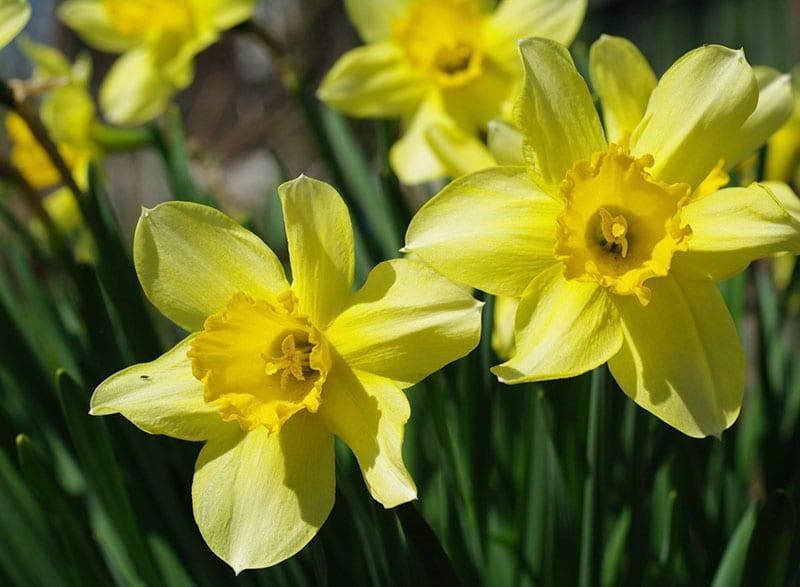 los narcisos están floreciendo