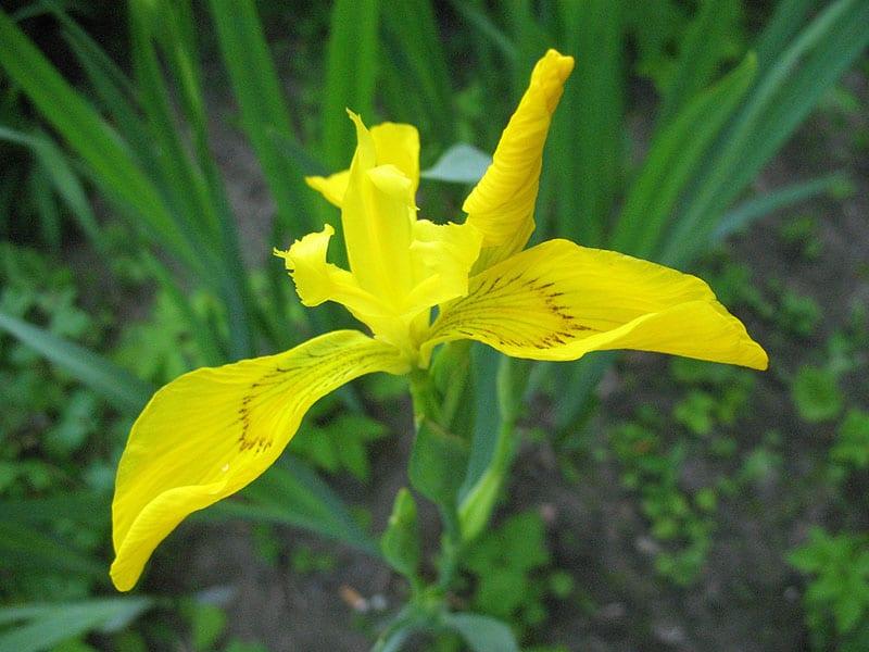 colibrí iris