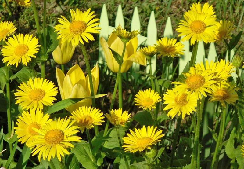 fleurs jaunes exquises pour le jardin