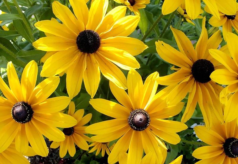 flores de rudbeckia soleado