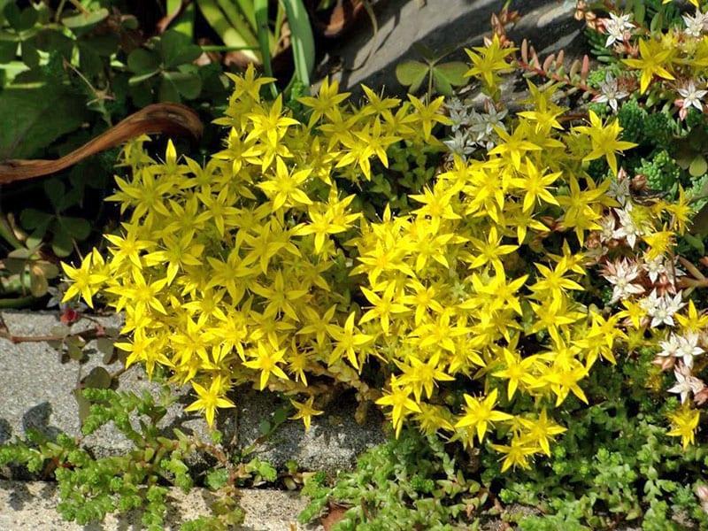 sedum amarillo floreciente