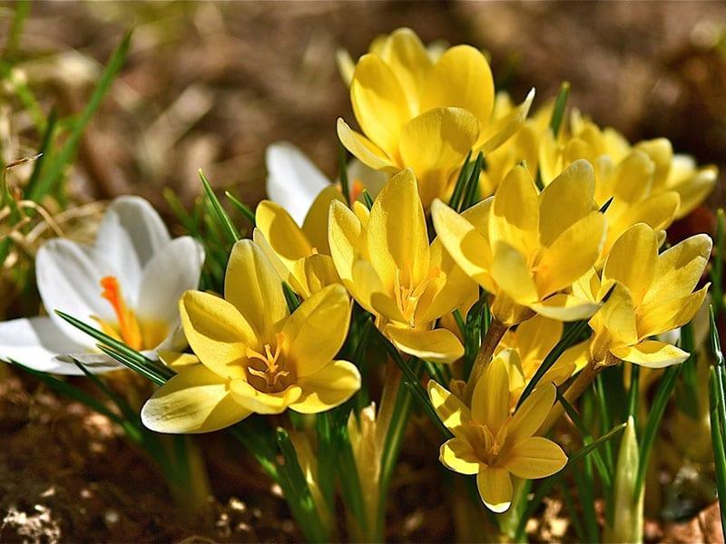 crocus jaunes en fleurs