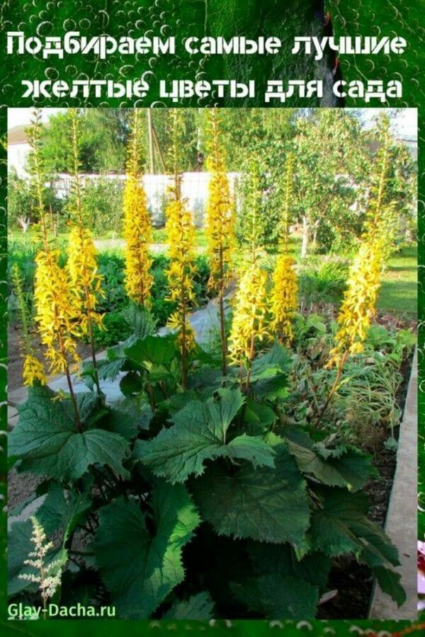 flores amarillas para jardín