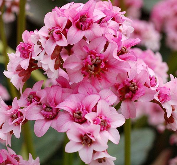 Corolas semidobles de la variedad Libélula Rosa