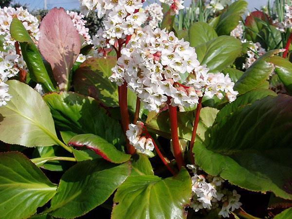 Inflorescences blanches de la variété badan Bressingham White