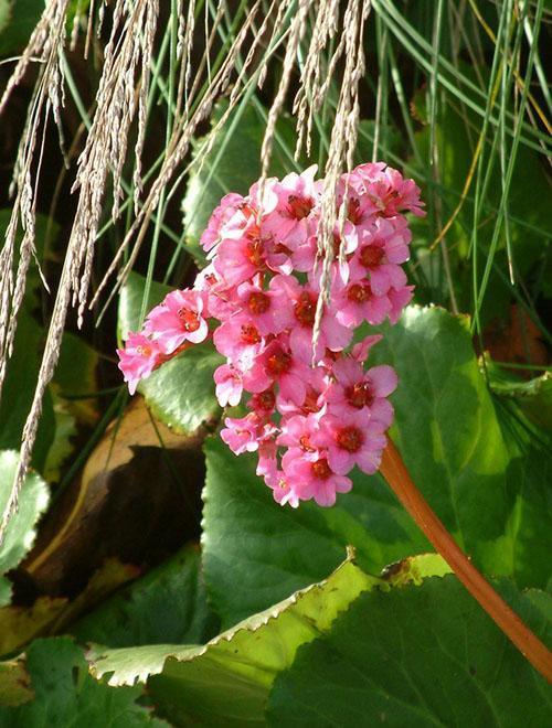 Fleurs de Badan Morgenrote