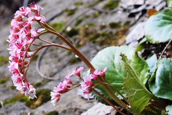 Fleurs de Badan et feuillage vert