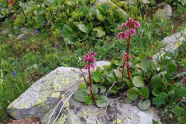 Encens sauvage sur une pente rocheuse