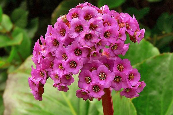 inflorescencia de bergenia