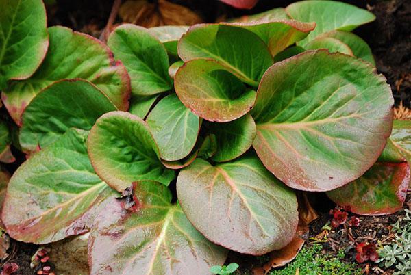 feuilles de badan