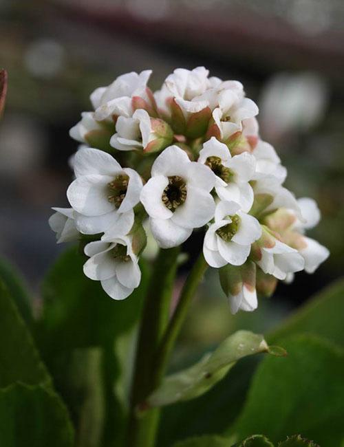 fleurs blanches de badan
