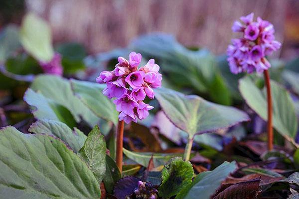 flores de primavera badan