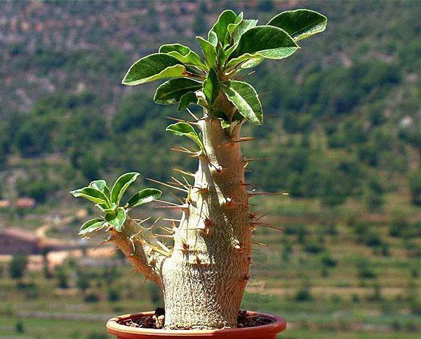 Tige de pachypodium inhabituelle