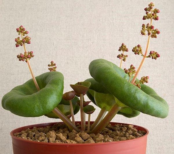 Crassula ombellera