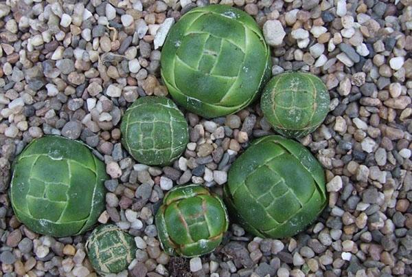 Crassula colonaris