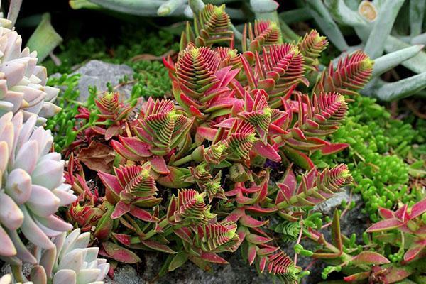 Crassula capitella Pagode Rouge