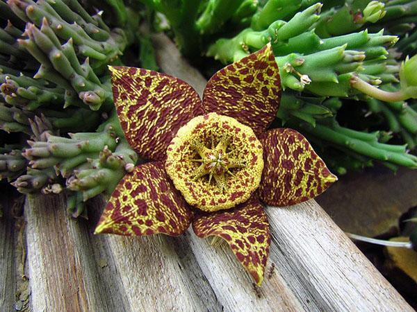 Stapelia variegata