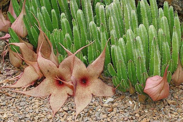 Stapelia gigantea