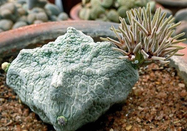 Pseudolithos de plante d'intérieur rare