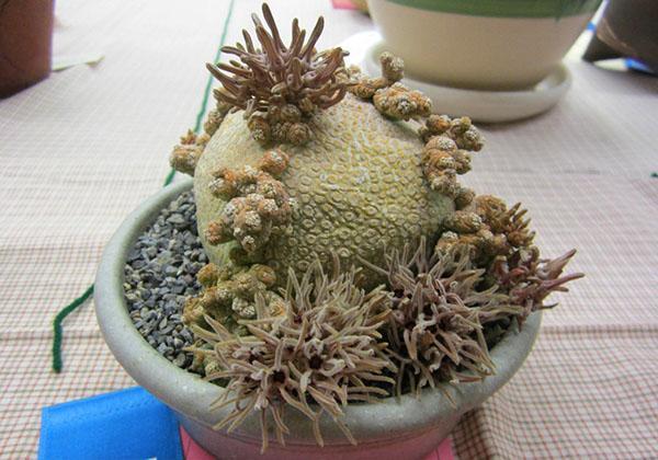 Pseudolithos