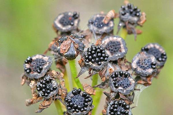 Maturation des fruits de Venus Flytrap
