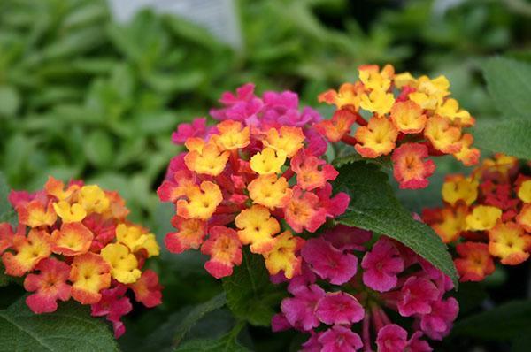 Inflorescencias brillantes de lantana.