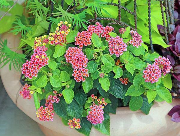 Buisson d'intérieur de lantana en fleurs