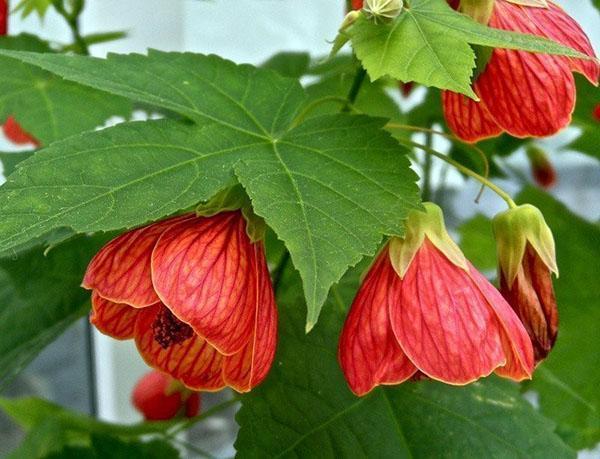 Floraison de l'abutilon hybride