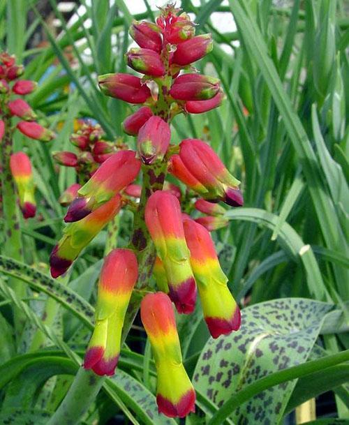 Lachenalia aloides