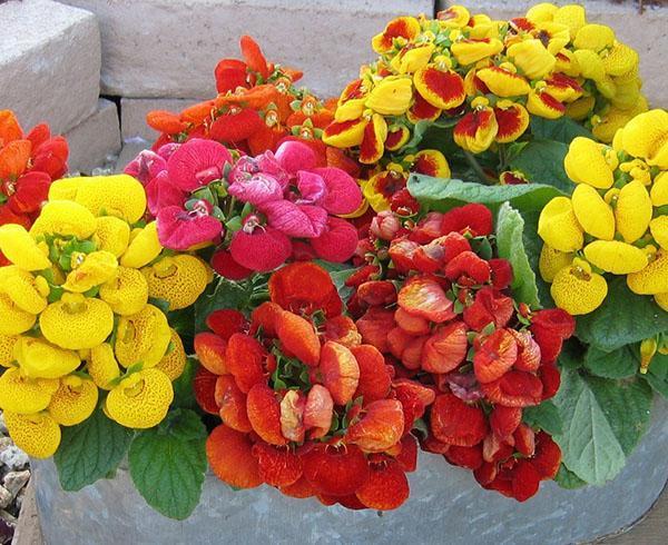Fleurs panachées de calceolaria