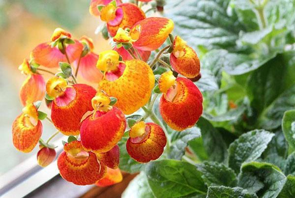 Porte-monnaie femme Calceolaria x herbeohybrida