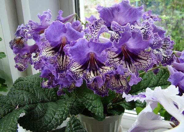 streptocarpe