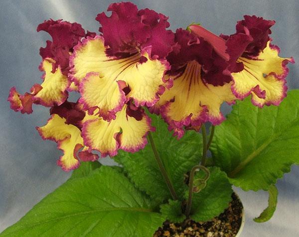 Corolles bicolores de streptocarpus