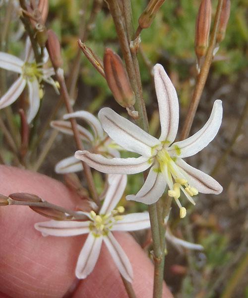 Inflorescencia de Trachyandra